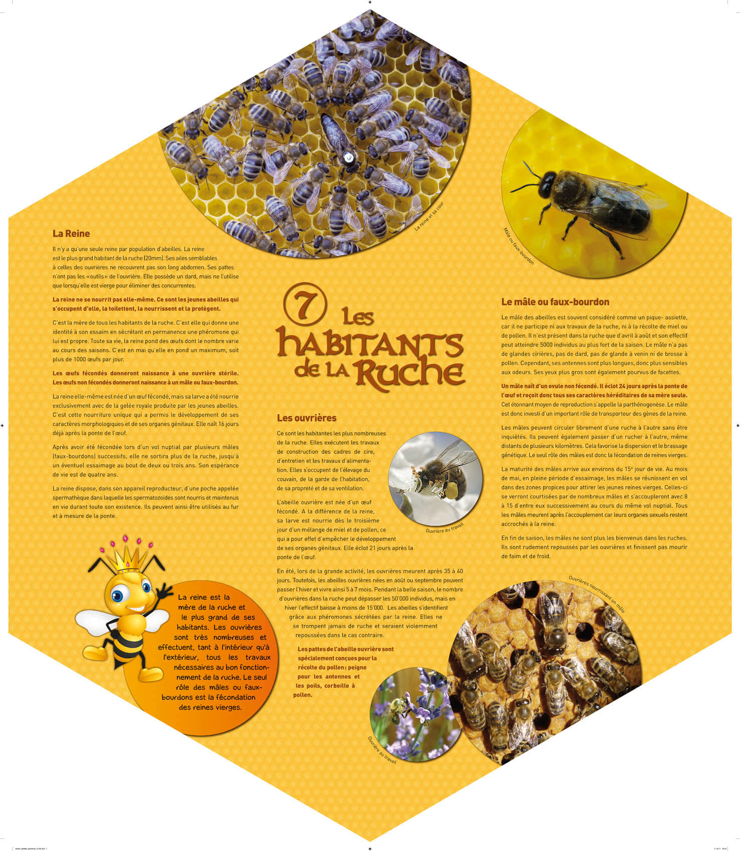 La reine des abeilles : un insecte fascinant!